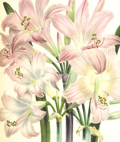 手绘花朵