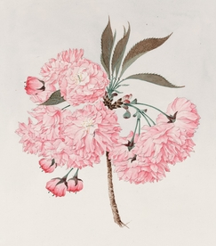 手绘樱花