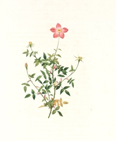 蔷薇