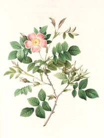 蔷薇