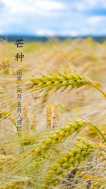 芒种