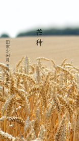 芒种