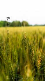 芒种