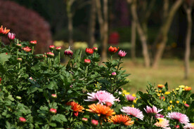菊花