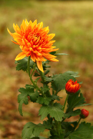 菊花