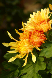 菊花