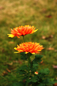 菊花