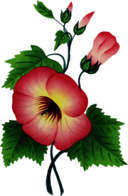 牵牛花