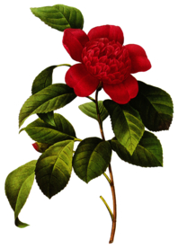 茶花