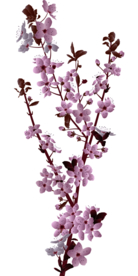 花朵手绘