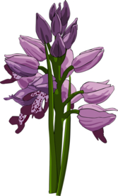 紫色插画花