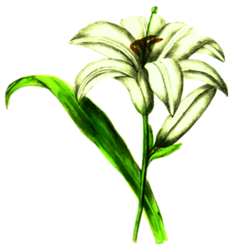百合