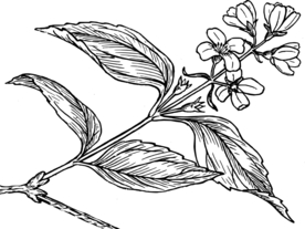 白描花朵