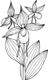 白描画
