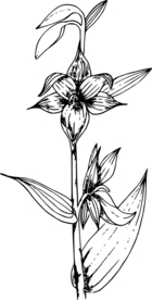 白描画