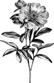 白描花朵