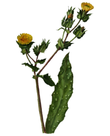 植物手绘