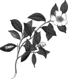 白描植物