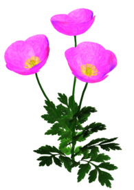 格桑花
