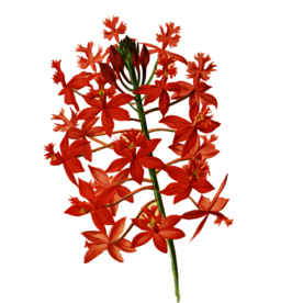 花朵插画