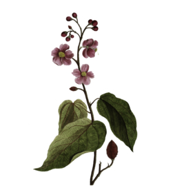 花朵插画