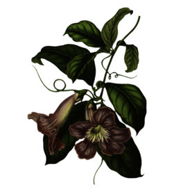 牵牛花