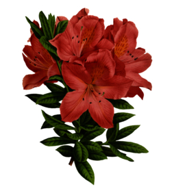 杜鹃花