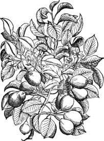 插画梨