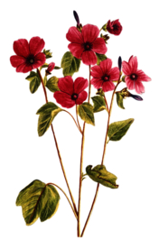花朵插画
