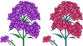 花朵插画
