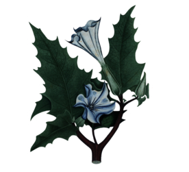 植物插画