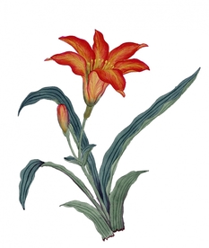 植物插画