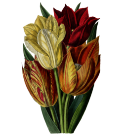 花束
