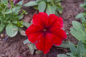 牵牛花