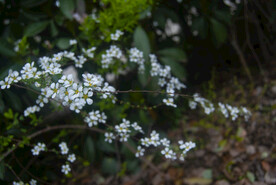 珍珠绣线菊