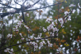 紫叶李花
