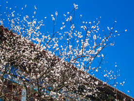 屋檐