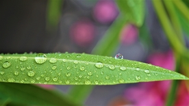 露珠