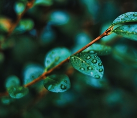 植物