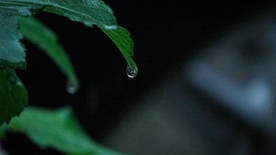 露珠
