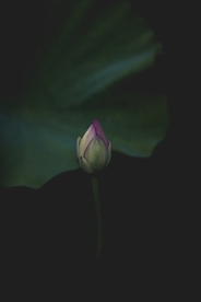 莲花