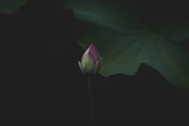 莲花
