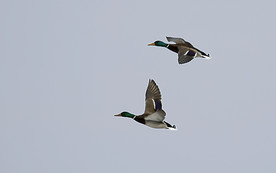 鸭子