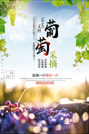 葡萄海报