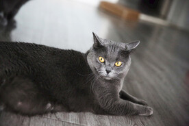 猫