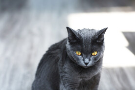 猫