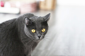 猫