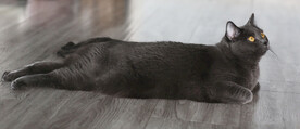 猫