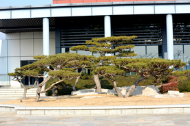 公园景点假山迎客松