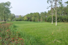 某公园疏林草地景观